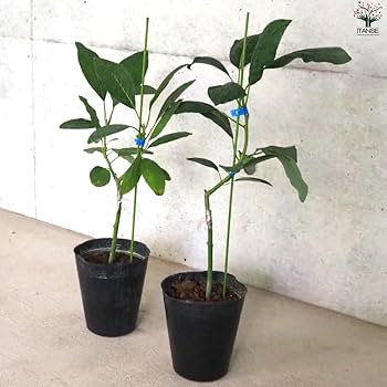 アボカド　接木苗　大玉　豊作性 アボカド 接木苗 大玉 豊作性